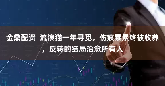 金鼎配资  流浪猫一年寻觅，伤痕累累终被收养，反转的结局治愈所有人